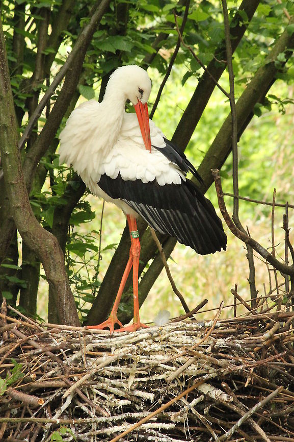 White stork  Ciconia ciconia,Geotagged,The Netherlands,White Stork,Zooparc Overloon