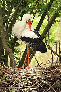 White stork  Ciconia ciconia,Geotagged,The Netherlands,White Stork,Zooparc Overloon