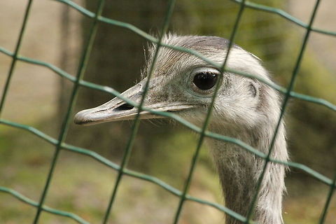 Greater Rhea Seems if this rhea wants to say: "Can I join you on the other side of the fence?, Please let me out?" Geotagged,Greater Rhea,Rhea americana,The Netherlands,Zooparc Overloon