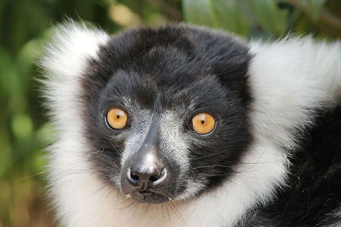 Black-and-White ruffed Lemur No this is not one of Ferdy's set ;) Black-and-white ruffed lemur,Geotagged,The Netherlands,Varecia variegata,Zooparc Overloon