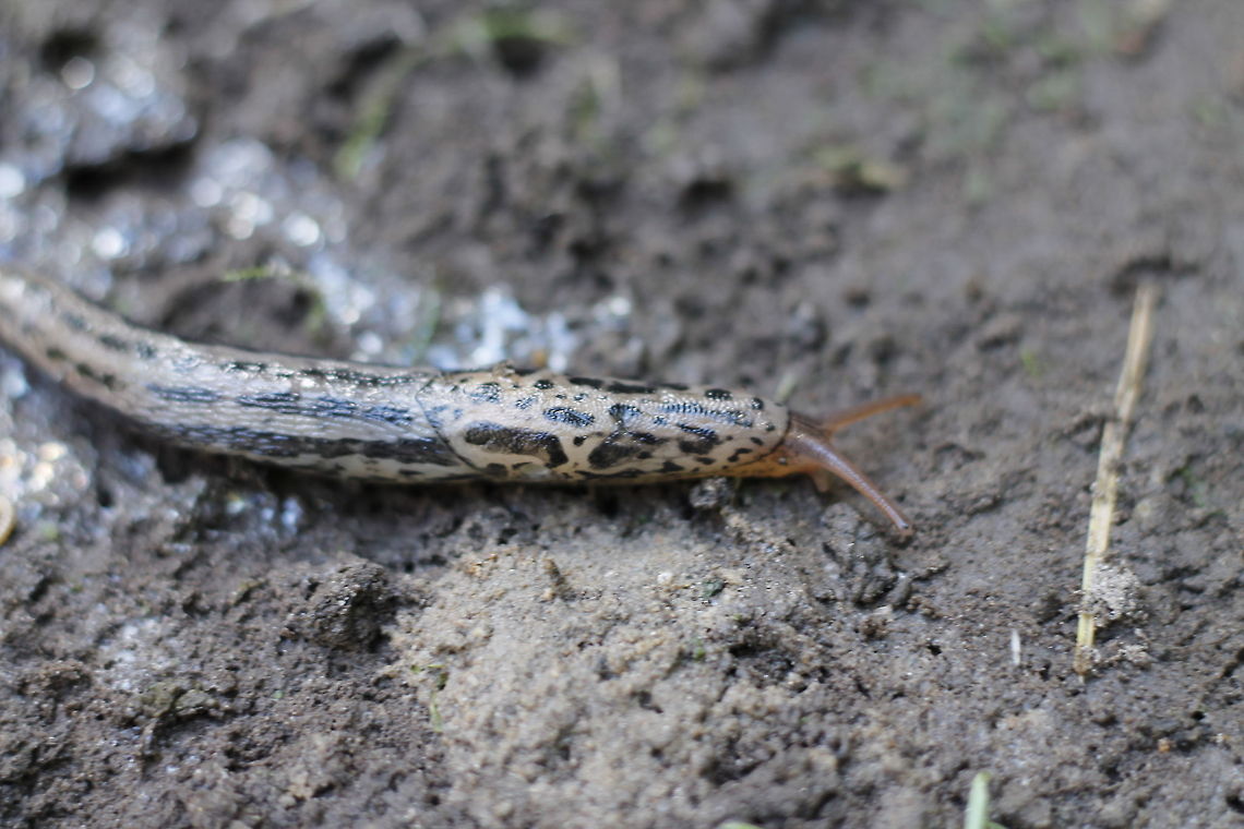 Slimy  Deroceras reticulatum,Geotagged,The Netherlands