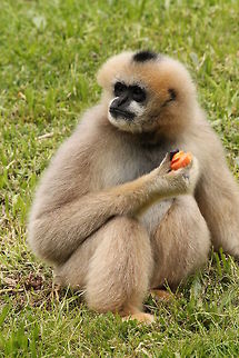 Female gibbon  Geotagged,Nomascus leucogenys,Northern white-cheeked gibbon,The Netherlands,Zooparc Overloon