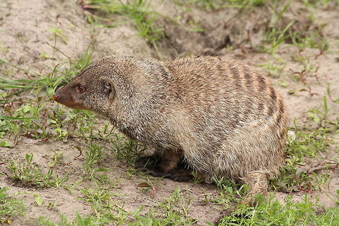 Banded Mongoose  Banded Mongoose,Geotagged,Mungos mungo,The Netherlands,Zooparc Overloon