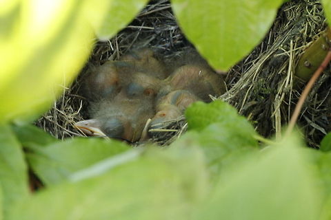 Next generation of blackbirds Asleep until mother and father blackbird come with new worms. Common Blackbird,Geotagged,The Netherlands,Turdus merula