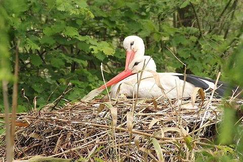 Together on the nest  Ciconia ciconia,Geotagged,The Netherlands,White Stork,Zooparc Overloon