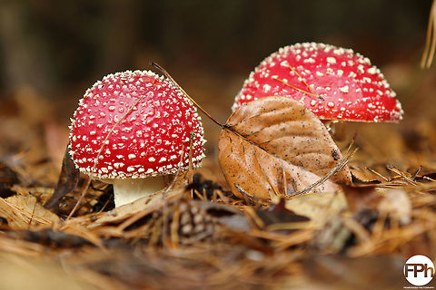 Fly agaric Fly agaric, Kaulille, Belgium, 2016 Amanita muscaria,Belgium,Fall,Fly agaric,Geotagged