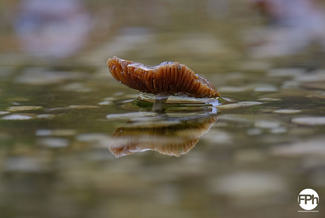 Mushroom  Belgium,Fall,Geotagged
