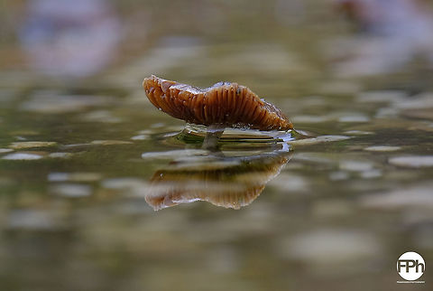 Mushroom  Belgium,Fall,Geotagged