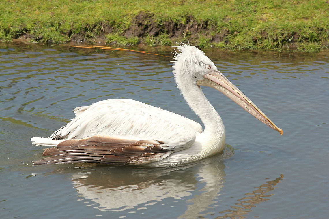Dalmatian pelican In Dutch: Kroeskop Pelikaan. Dalmatian Pelican,Geotagged,Pelecanus crispus,The Netherlands,Zooparc Overloon