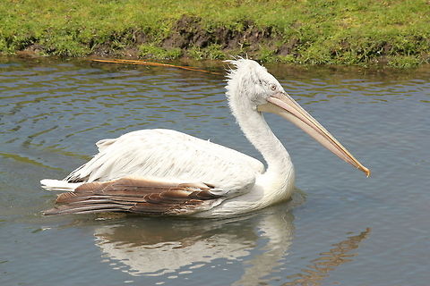 Dalmatian pelican In Dutch: Kroeskop Pelikaan. Dalmatian Pelican,Geotagged,Pelecanus crispus,The Netherlands,Zooparc Overloon