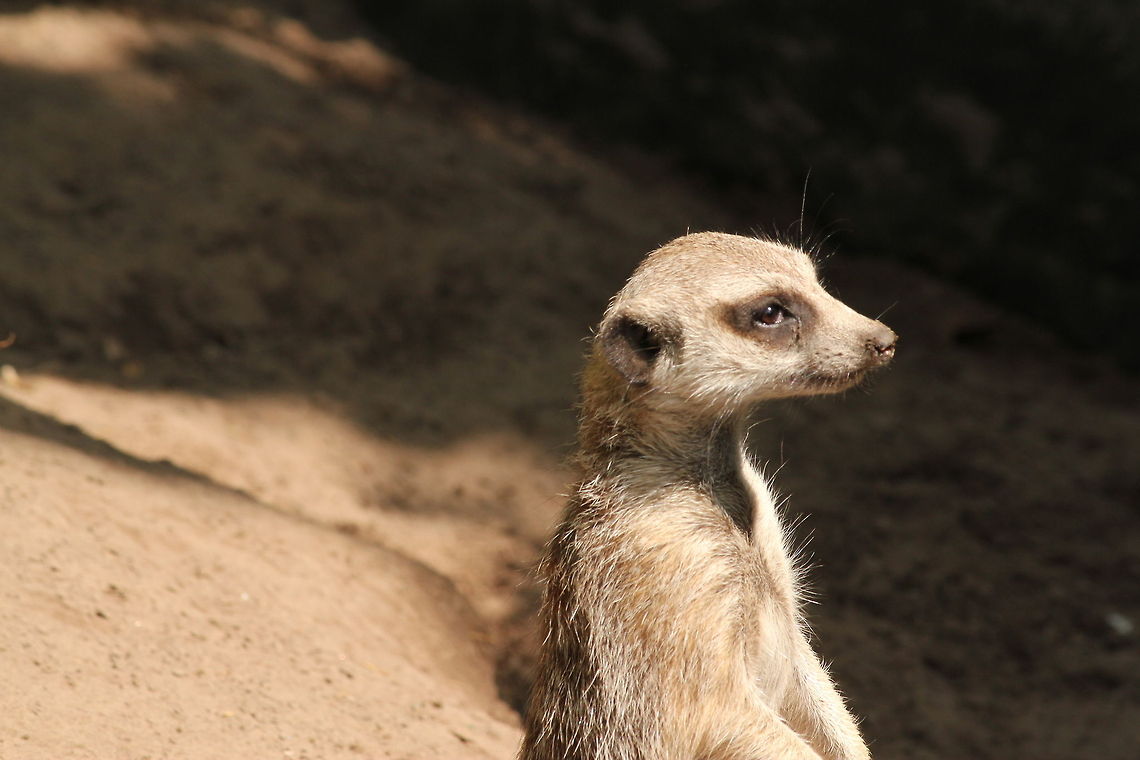 Meerkat on guard duty Funny little creatures. Geotagged,Meerkat,Suricata suricatta,The Netherlands,Zooparc Overloon