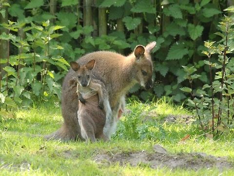 Bennets wallaby baby Not the best quality but I didn't want to disturb them. Geotagged,Macropus rufogriseus,Red-necked wallaby andBennetts wallaby,The Netherlands,Zooparc Overloon