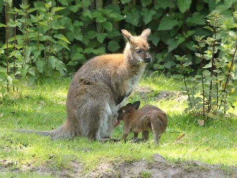Bennetts wallaby baby drinking Not the best quality but I didn't want to disturb them. Geotagged,Macropus rufogriseus,Red-necked wallaby andBennetts wallaby,The Netherlands,Zooparc Overloon