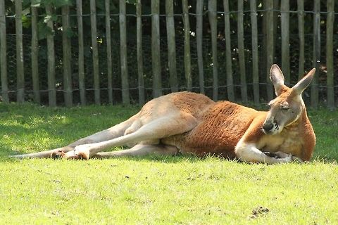 Please don't disturb my siesta  Geotagged,Macropus rufus,Red kangaroo,The Netherlands,Zooparc Overloon