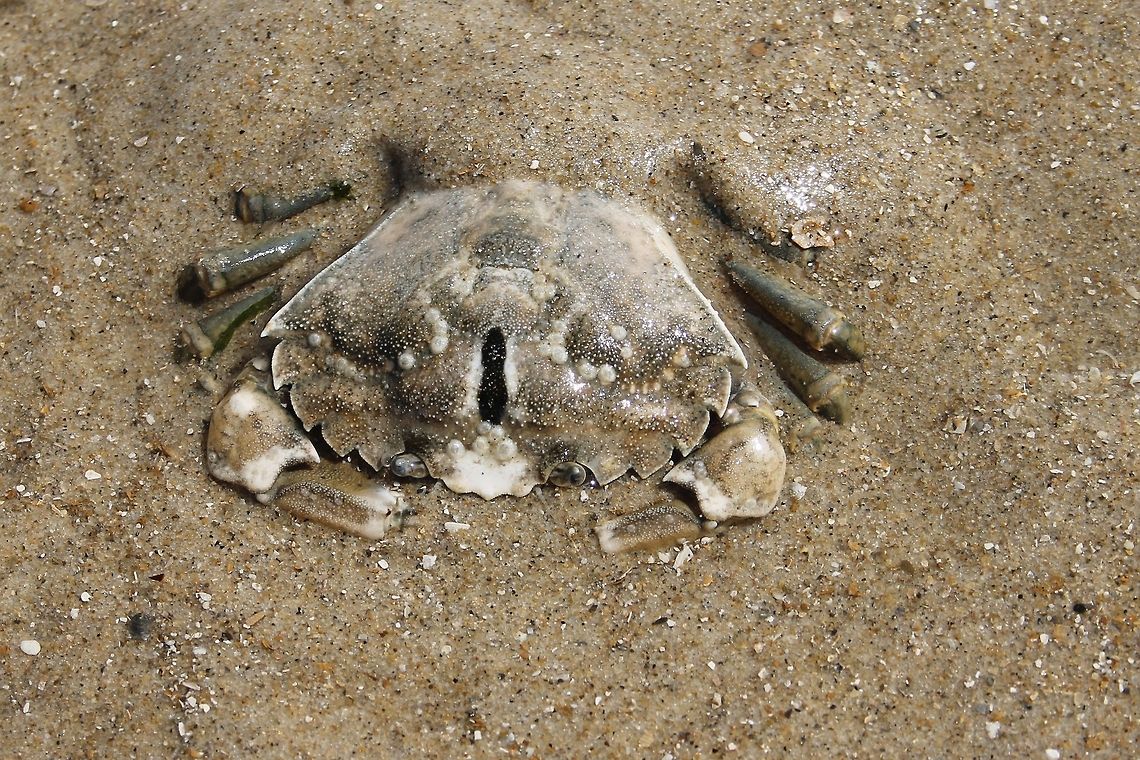 Hide n' Seek  Carcinus maenas,Geotagged,The Netherlands