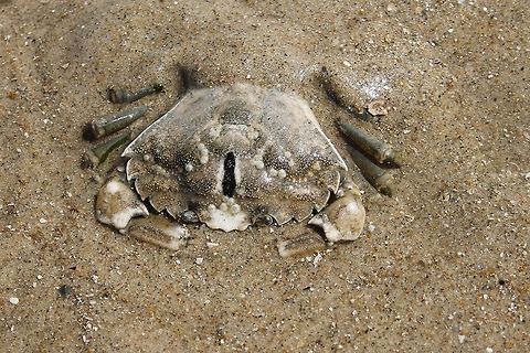 Hide n' Seek  Carcinus maenas,Geotagged,The Netherlands