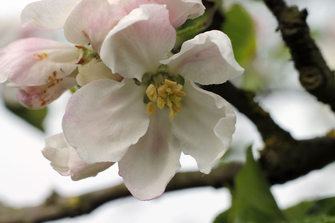 Apple blossom  Apple,Geotagged,Malus domestica,The Netherlands