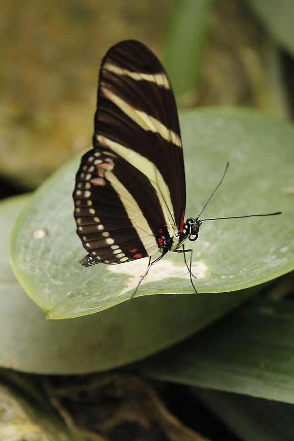 Zebra Longwing  Berkenhof,Geotagged,Heliconius charithonia,The Netherlands,Zebra Longwing