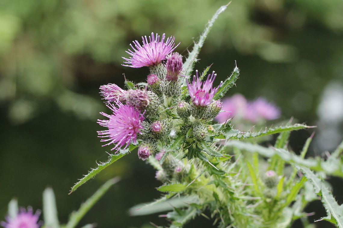 Cirsium palustre  Cirsium palustre,European swamp thistle,Geotagged,The Netherlands