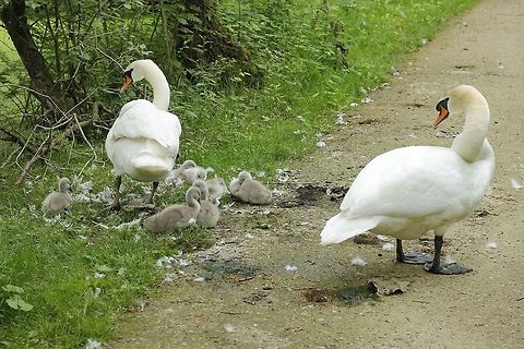 The Swan Family Nobody passes the pater familias! Cygnus olor,Geotagged,Mute Swan,The Netherlands