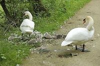 The Swan Family Nobody passes the pater familias! Cygnus olor,Geotagged,Mute Swan,The Netherlands