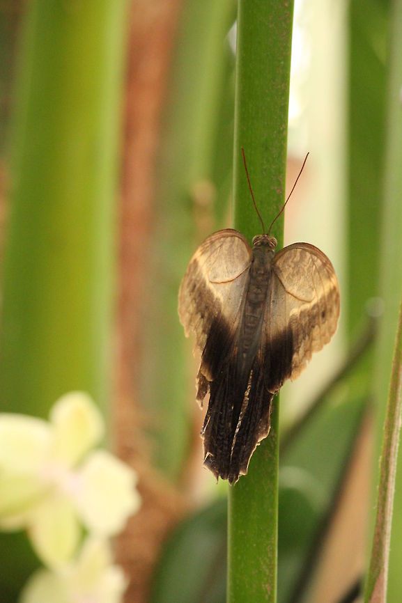 Caligo eurilochus  Berkenhof,Caligo eurilochus,Geotagged,The Netherlands