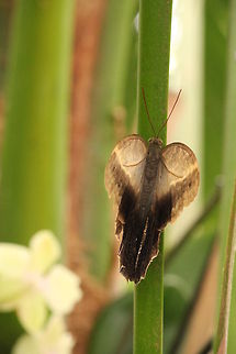 Caligo eurilochus  Berkenhof,Caligo eurilochus,Geotagged,The Netherlands