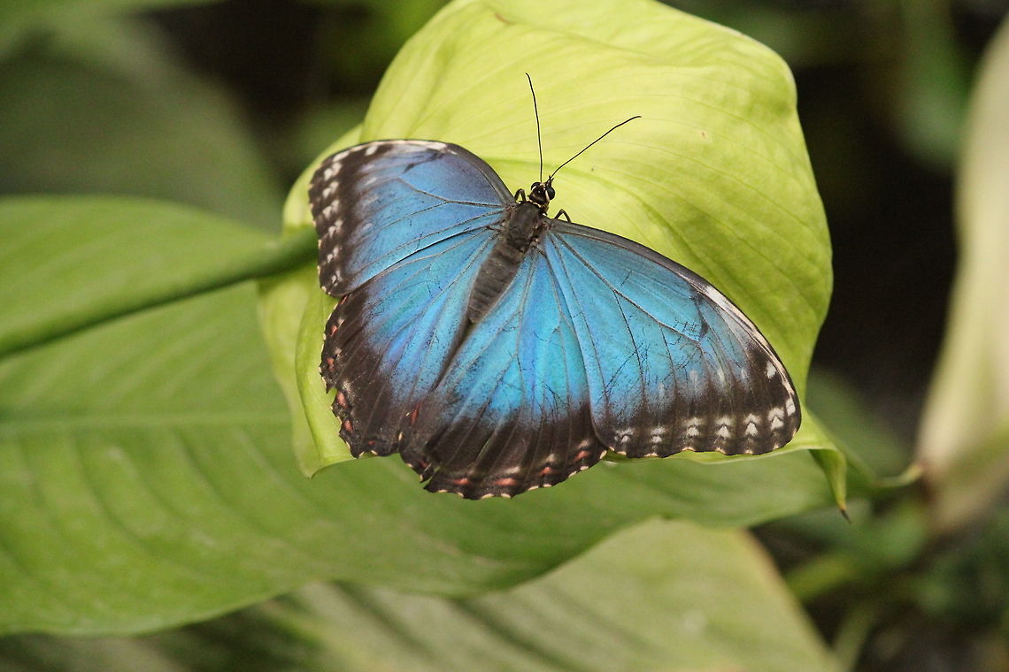 The Emperor  Berkenhof,Geotagged,Morpho peleides,Peleides Blue Morpho,The Netherlands