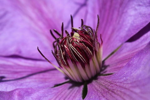 Clematis flower  Anemone Clematis,Clematis montana,Geotagged,The Netherlands