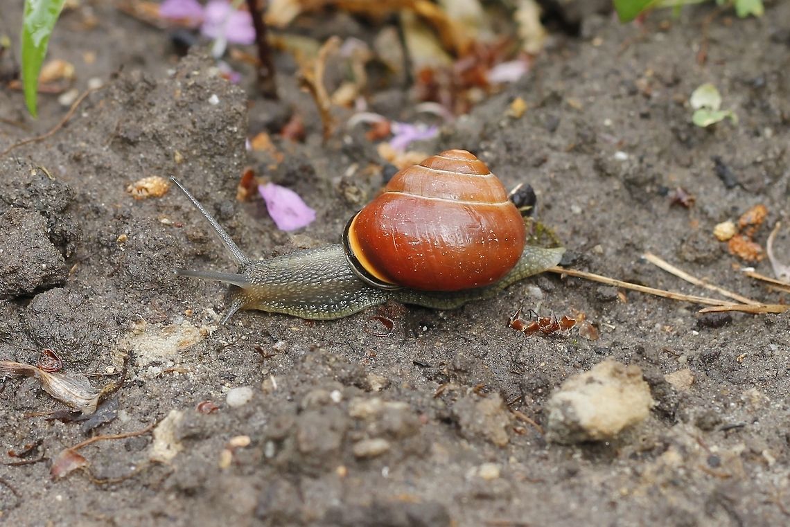 Snail on the move  Cepaea nemoralis,Geotagged,Grove snail,The Netherlands