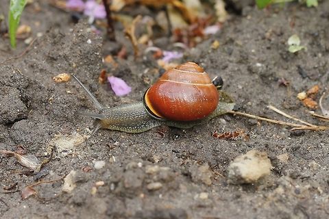 Snail on the move  Cepaea nemoralis,Geotagged,Grove snail,The Netherlands