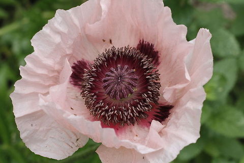 Pinky  Geotagged,Opium Poppy,Papaver rhoeas,Papaver somniferum,The Netherlands