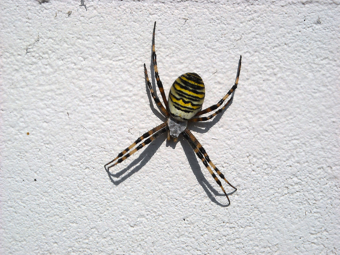 Wasp spider Aka Tiger Spider Argiope bruennichi,Geotagged,The Netherlands,Wasp spider