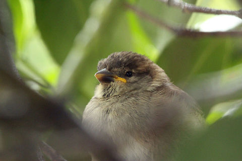 Baby House Sparrow (1) This young house sparrow was hiding for the rain in front of our window, screaming for food. Geotagged,House Sparrow,Passer domesticus,The Netherlands
