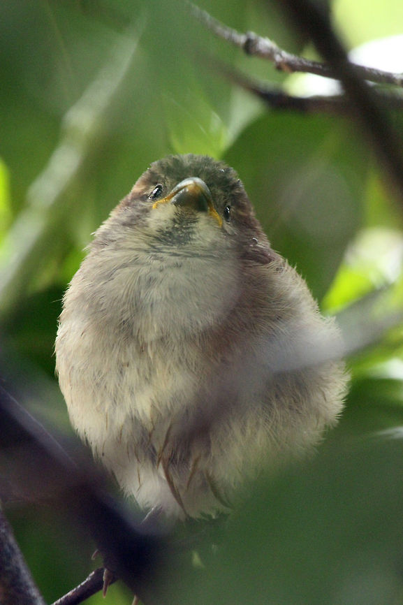 Baby House Sparrow (2) This young house sparrow was hiding for the rain in front of our window, screaming for food. Geotagged,House Sparrow,Passer domesticus,The Netherlands