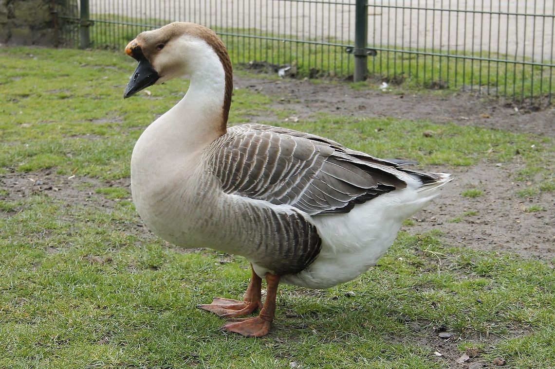Suspicious? The Chinese Goose is a breed of domesticated goose descended from the wild Swan Goose.  Anser cygnoides,Chinese Goose,Geotagged,Swan Goose,The Netherlands