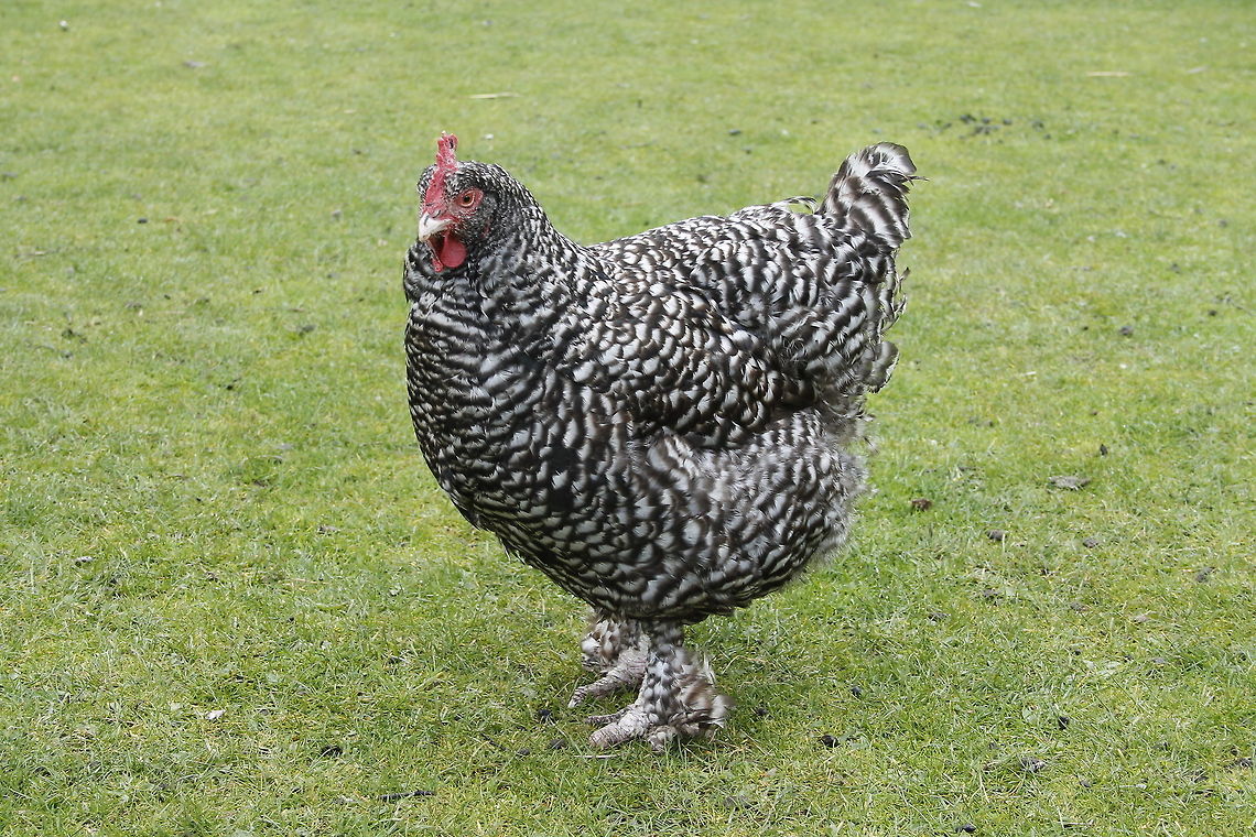 Black and white or white and black  Chicken,Domestic Chicken,Gallus gallus,Gallus gallus var. domesticus,Geotagged,The Netherlands
