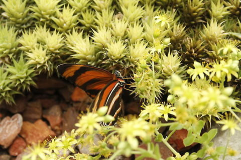 Orange Tiger  Berkenhof,Dryadula phaetusa,Geotagged,Heliconius hecale,The Netherlands,Tiger Longwing