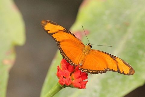 Where is my Romeo? Julia Butterfly Berkenhof,Dryas iulia,Geotagged,The Netherlands