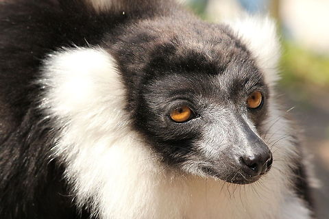I'm feeling a bit dreamy All those people watching me, I think it's time for my nap. Black-and-white ruffed lemur,Geotagged,The Netherlands,Varecia variegata,Zooparc Overloon