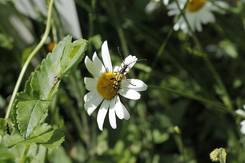 Spotted Longhorn beetle Strangalia maculata (in Dutch: gevlekte smalboktor). No wiki page available for this specie.
http://en.wikipedia.org/wiki/Longhorn_Beetle Geotagged,Rutpela maculata,Strangalia maculata,The Netherlands