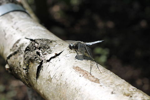 Black-tailed Skimmer Males have a blue abdomen with a black tip at the end, females have a yellow body with black bands along the abdomen. Geotagged,Libellula fulva,Scarce Chaser,The Netherlands