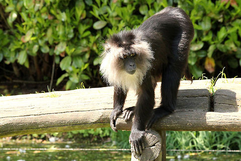 Lion-tailed macaque  Geotagged,Lion-tailed macaque,Macaca silenus,The Netherlands,Zooparc overloon