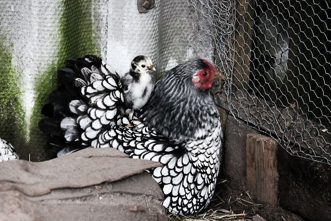 Wyandotte chick on top of mummy  Chicken,Domestic Chicken,Gallus gallus,Gallus gallus var. domesticus,Geotagged,The Netherlands