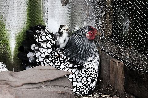 Wyandotte chick on top of mummy  Chicken,Domestic Chicken,Gallus gallus,Gallus gallus var. domesticus,Geotagged,The Netherlands