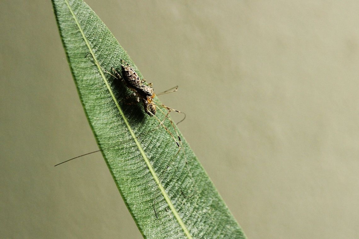 Jumping spider eating an opiliones  Geotagged,Marpissa muscosa,The Netherlands