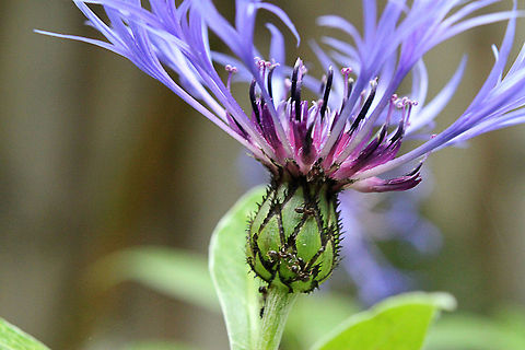 Mountain cornflower Ants are walking up and down the flower. Centaurea montana,Geotagged,Mountain cornflower,The Netherlands