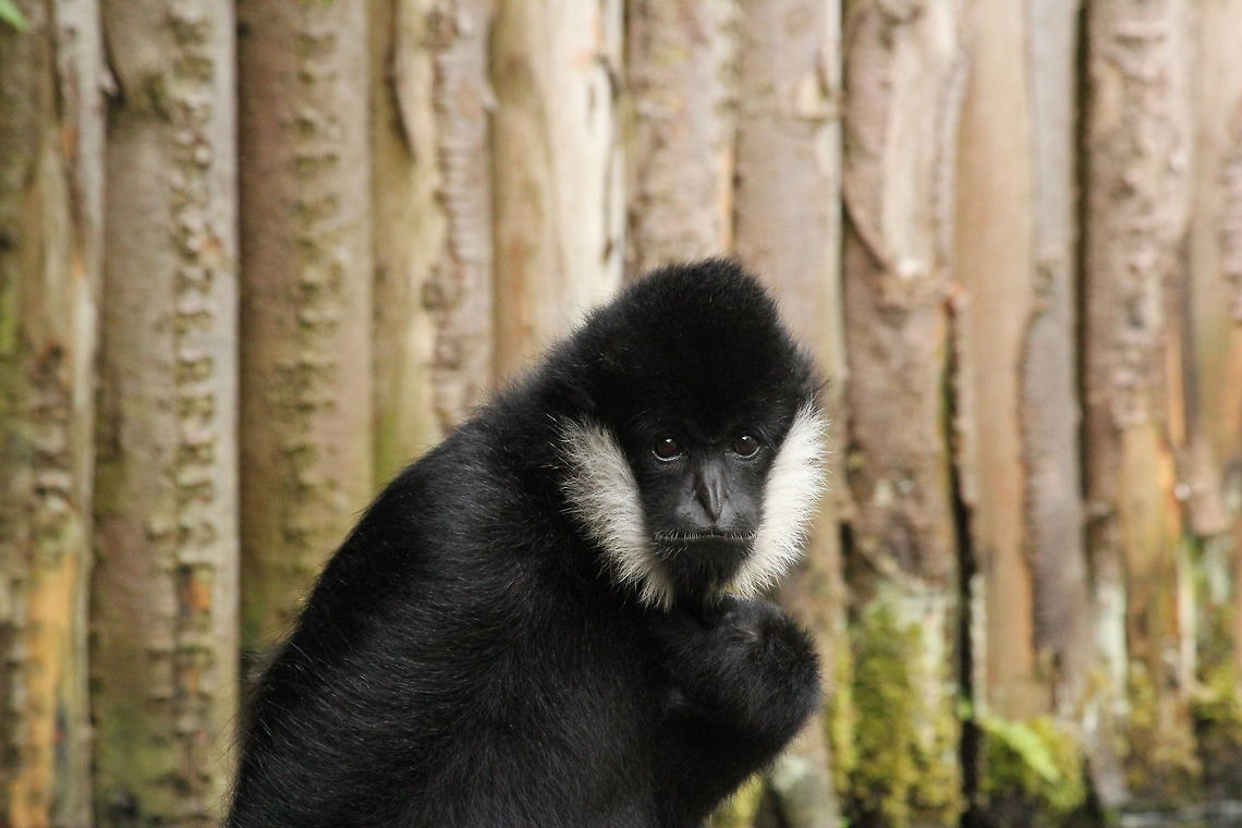 White-cheeked gibbon  Geotagged,Nomascus leucogenys,Northern white-cheeked gibbon,The Netherlands,Zooparc Overloon