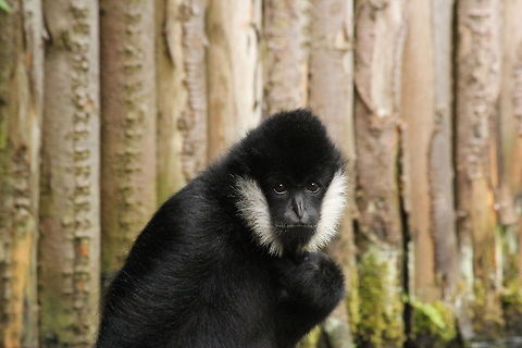 White-cheeked gibbon  Geotagged,Nomascus leucogenys,Northern white-cheeked gibbon,The Netherlands,Zooparc Overloon