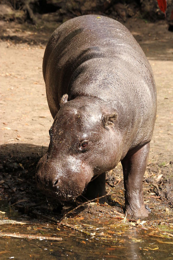 Pygmy Hippopotamus  Choeropsis liberiensis,Geotagged,Pygmy Hippopotamus,The Netherlands,Zooparc Overloon